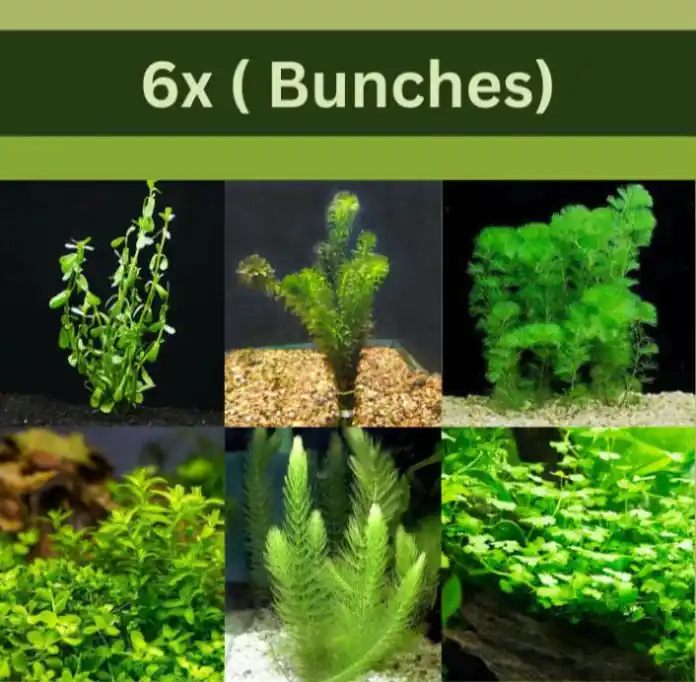 Beginner-Friendly Low Light Plant Bundle – 6 Easy-Grow Varieties