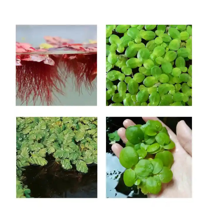 Floating Plant Combo Pack - Canton Aquatics