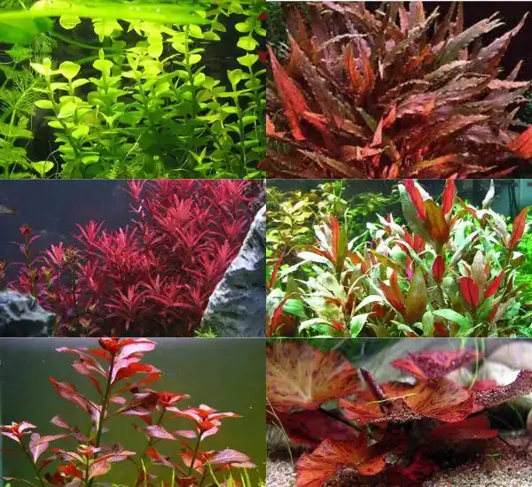 Bright Color Aquarium Plant Bundle – 6 Stunning Live Plants - cantonaquatics