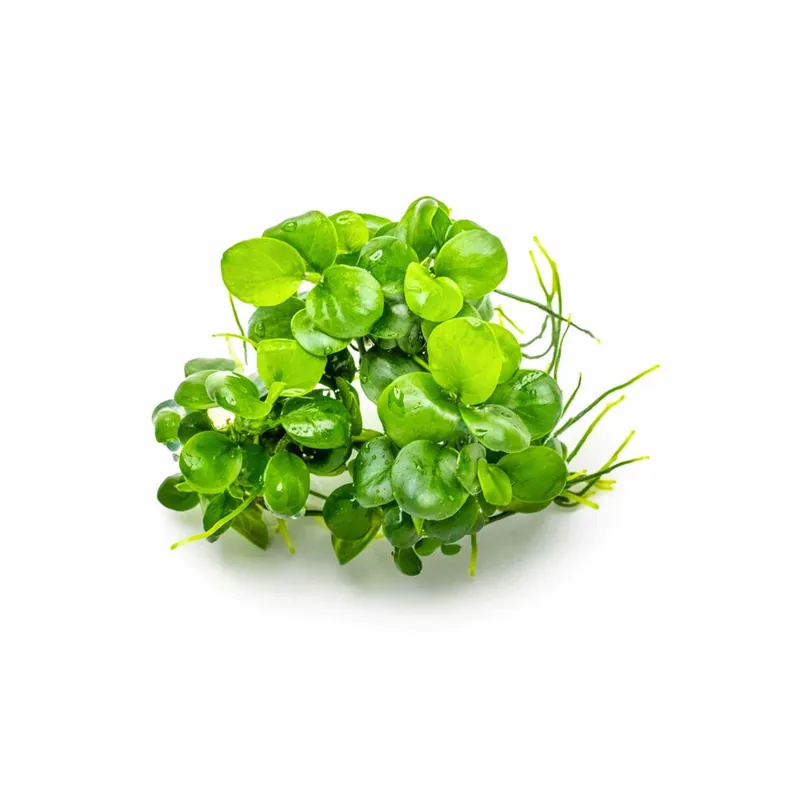 Anubias Barteri Mini Coin – Live Aquarium & Terrarium Plant - Canton Aquatics