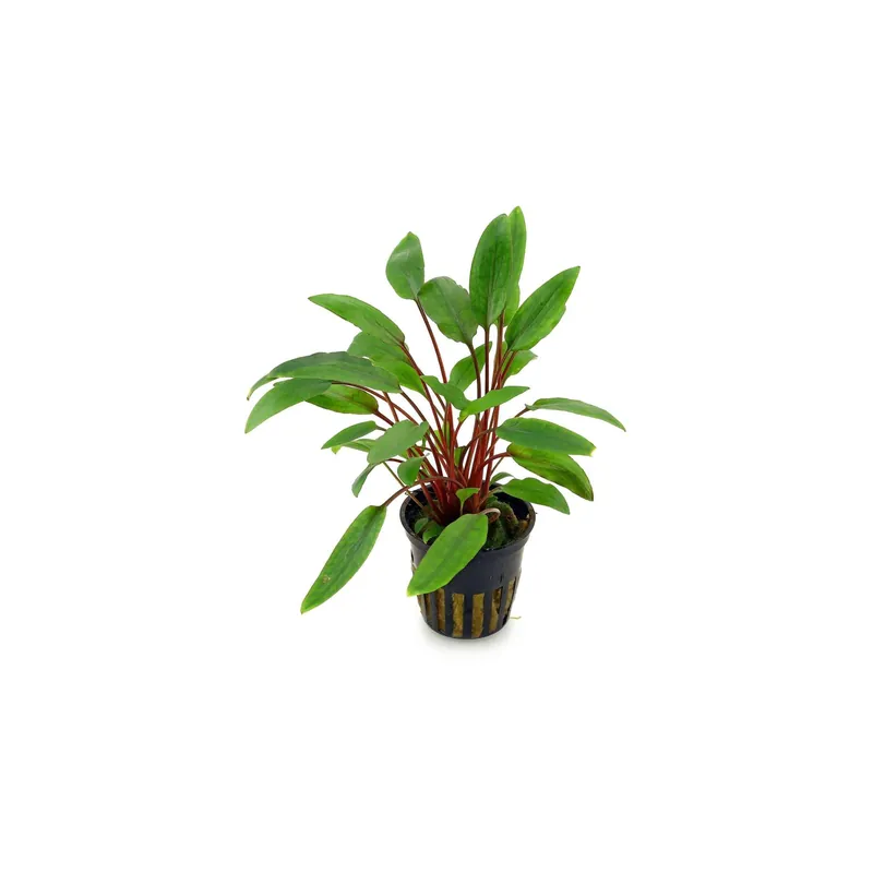 Cryptocoryne Becketii ‘Petchii’ – Live Aquarium Plant - Canton Aquatics