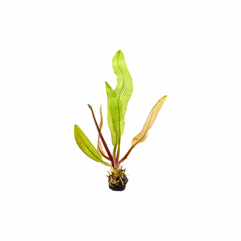 Madagascar Lace – Aponogeton madagascariensis - Canton Aquatics