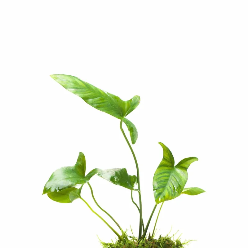 Anubias Gigantea – Live Freshwater Aquarium Plant - Canton Aquatics