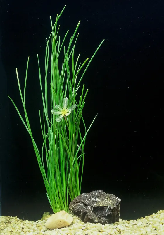 Water Onion Dwarf (Zephyranthes candida) – Live Freshwater Aquarium Plant - Canton Aquatics