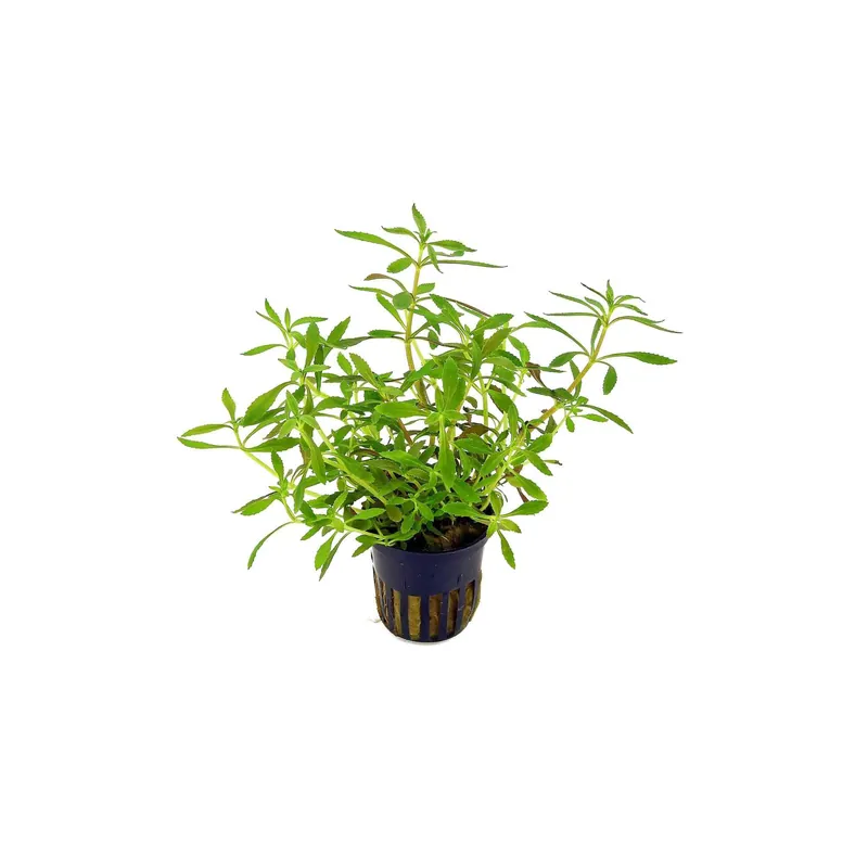 Limnophila Hippuridoides – Live Freshwater Aquarium Plant - Canton Aquatics