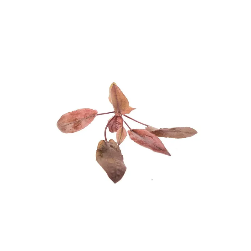Cryptocoryne Crypt Flamingo - Canton Aquatics