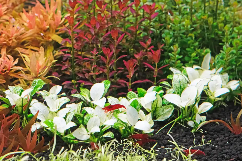 Anubias White Rose – Live Freshwater Aquarium Plant - Canton Aquatics