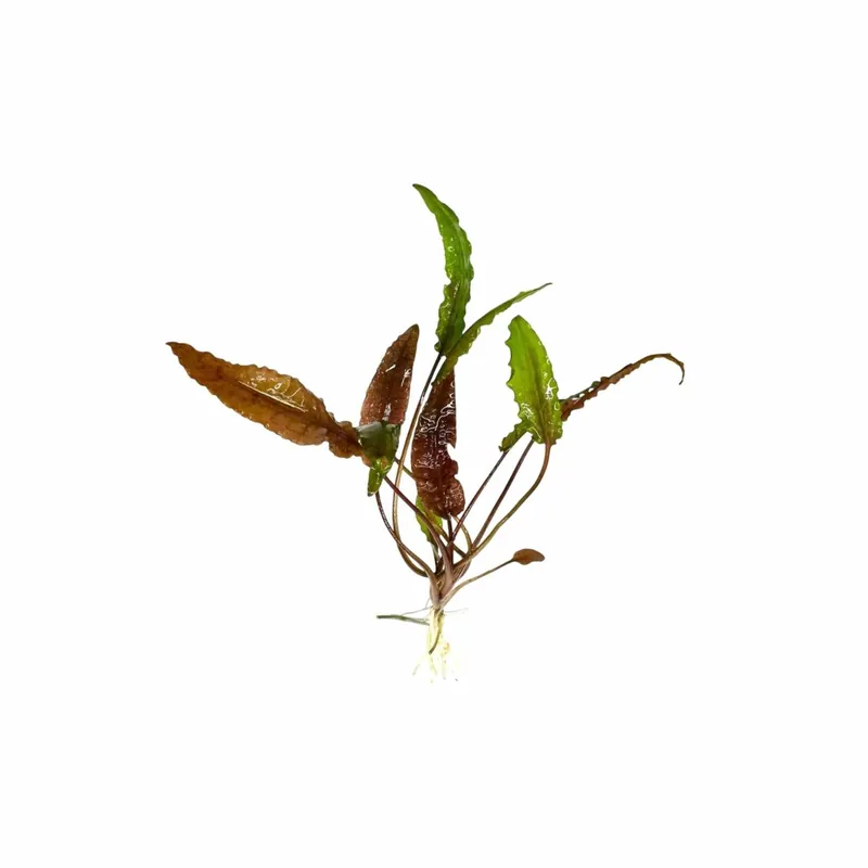 Cryptocoryne Wendtii ‘Red’ – Bare Root Live Aquarium Plant - Canton Aquatics