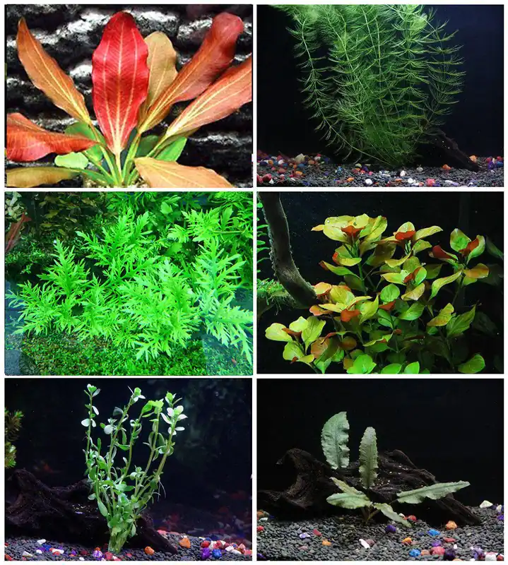 Florida Bundle – Live Freshwater Aquarium Plant Pack (25 Stems, 6 Species) - Canton Aquatics
