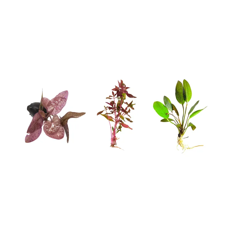 Red Flame Sword, Alternanthera Reineckii & Red Tiger Lotus Bundle – Live Freshwater Aquarium Plants - CANTON AQUATICS