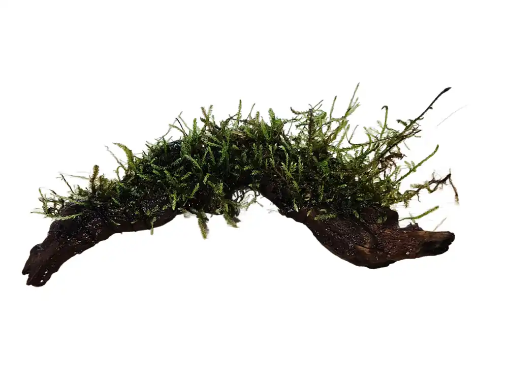 Moss On Wood – Live Aquarium Moss Attached to Natural Driftwood - Canton Aquatics