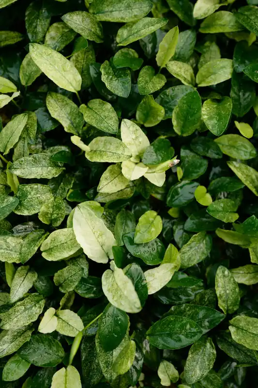 Anubias Nana Variegated - Canton Aquatics