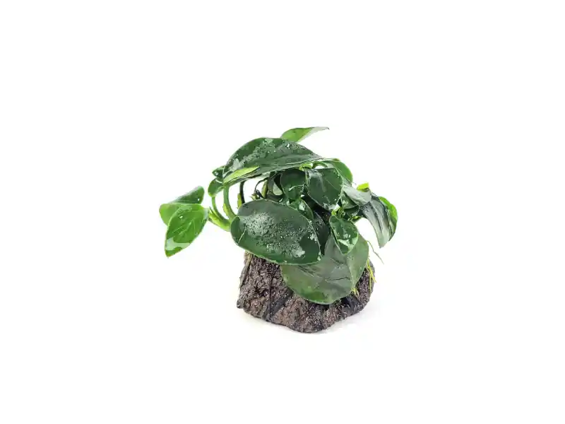 Anubias Nana Petite on Lava Rock – Live Aquarium Plant - Canton Aquatics