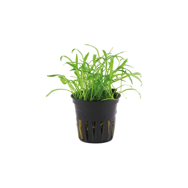 Lilaeopsis brasiliensis – Rooted Aquarium Carpet Plant - CANTON AQUATICS
