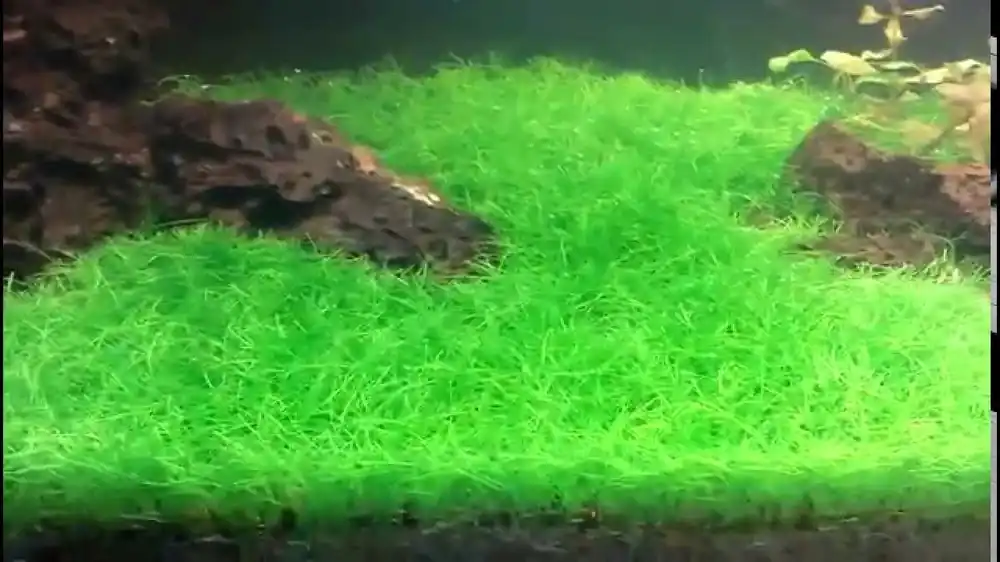 5 X Dwarf Hairgrass (Eleocharis Parvula) - Unbranded