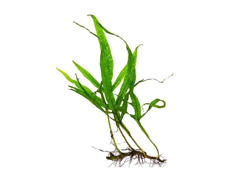 BUY 2 GET 1 FREE Java Fern Microsorum Pteropus Large Aquarium Plant - Unbranded
