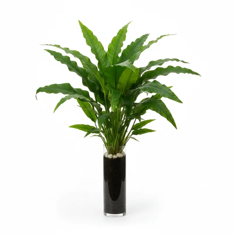 Large Amazon Sword in Pot – Live Aquarium Plant | Easy Care, Lush Background, Freshwater - CantonAquatics