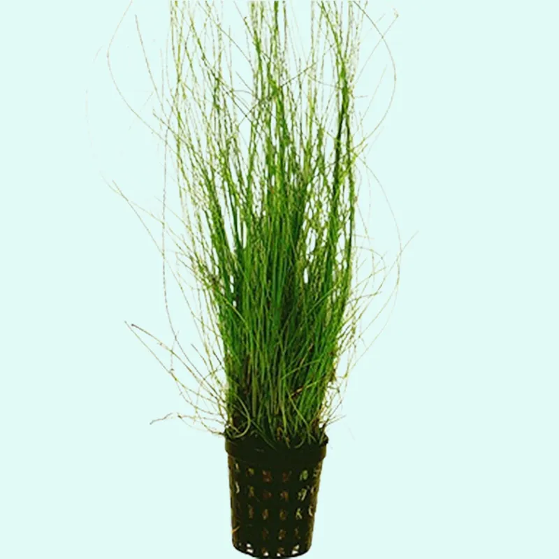 STUNNING Hairgrass Eleocharis Vivipara In 2" Plastic Pot Buy2 Get1 FREE 🔥 - Unbranded