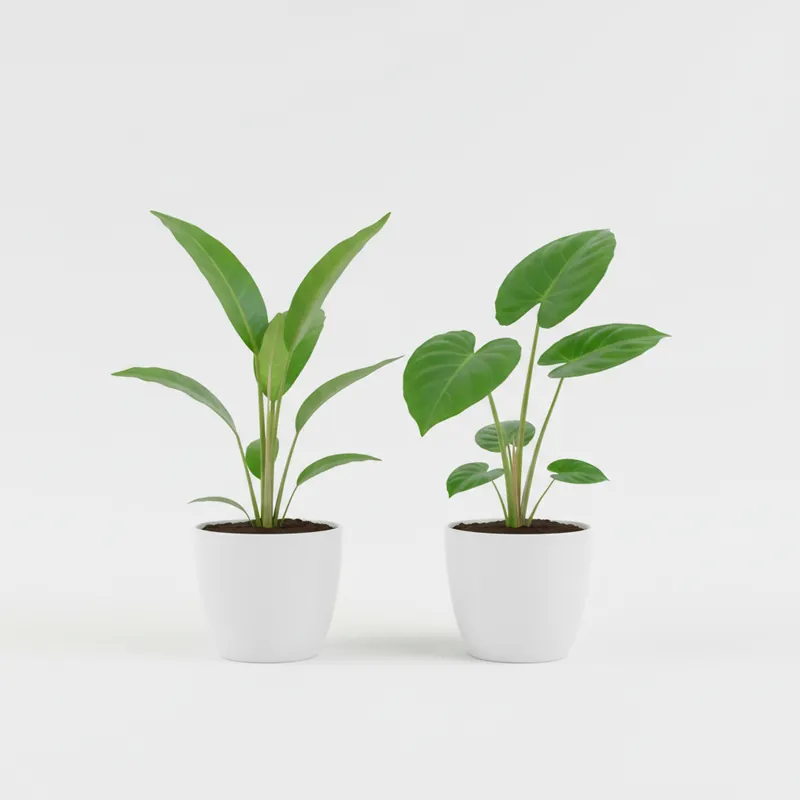 Showpiece Plant Duo – Large Amazon Sword & Anubias | Live Aquarium Plants, Easy, Lush, Freshwater - CantonAquatics