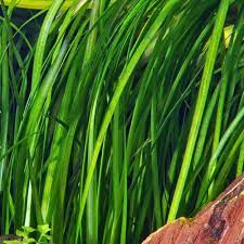 18 Plant Pack Vallisneria Vals – Live Freshwater Aquarium Plants - Canton Aquatics