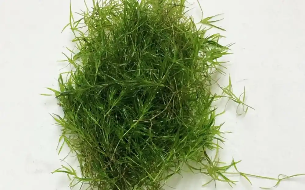 Guppy Grass Najas Guadalupens - Canton Aquatics