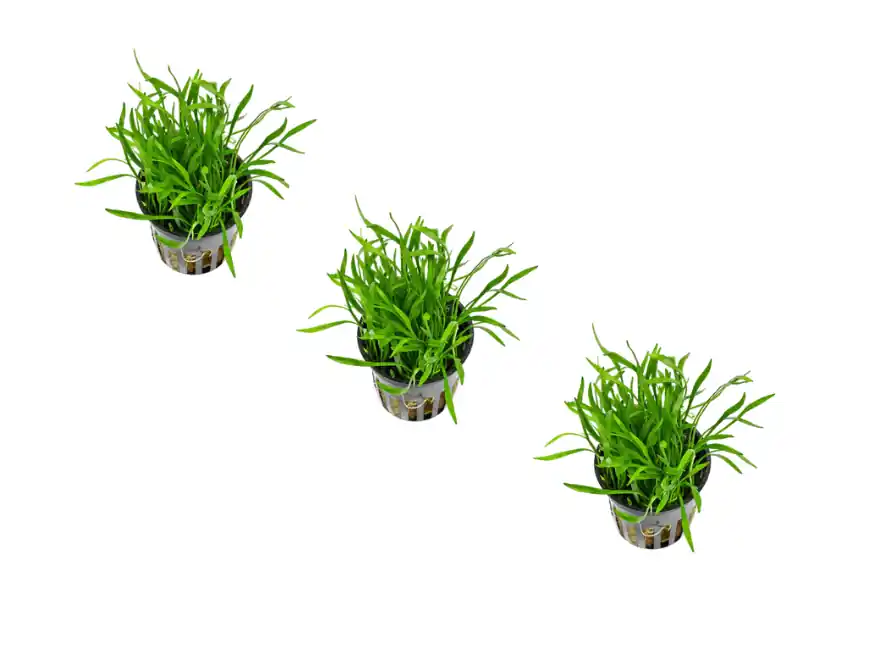 Brazilian Micro Sword – Lilaeopsis brasiliensis (Bunch) Live Freshwater Aquarium Plant - Canton Aquatics