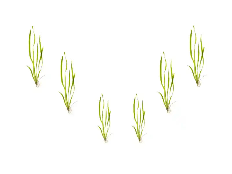 6 Plant Pack Jungle Vallisneria Americana – Live Freshwater Aquarium Plants - Canton Aquatics