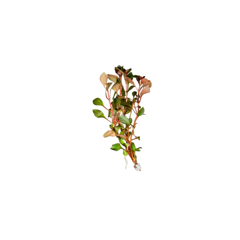 Ludwigia Repens Super Red Mini – Live Freshwater Aquarium Plant - Canton Aquatics