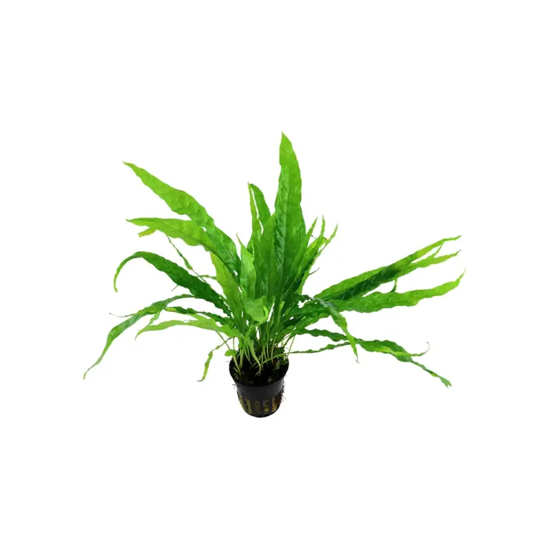 Java Fern Microsorum Pteropus – Live Freshwater Aquarium Plant (Bare Root) - Canton Aquatics