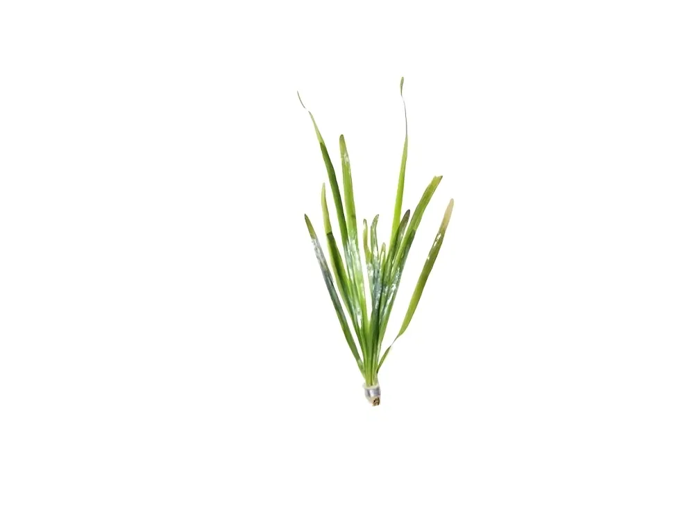 Jungle Vallisneria – Live Freshwater Aquarium Plant - Canton Aquatics