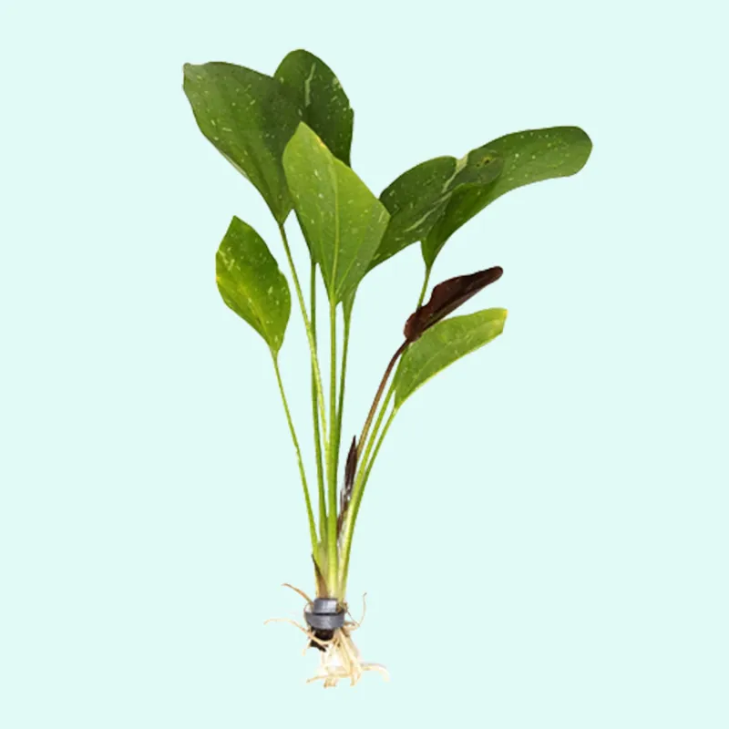 Rose Sparkle Sword (Echinodorus sp. “Rose Sparkle”) – Live Aquarium Plant - Canton Aquatics