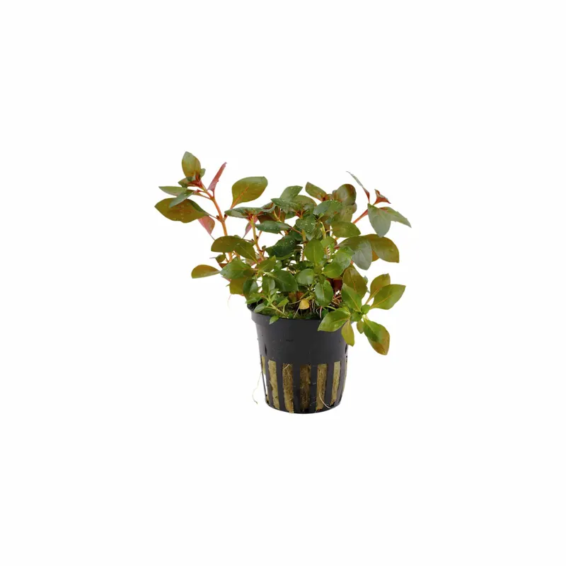 Ludwigia Repens Red – 2 Inch Pot Live Aquarium Plant - Canton Aquatics