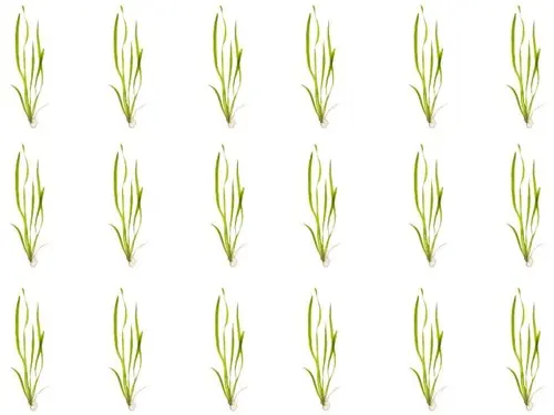 Vallisneria (Vals) – 18 Live Aquarium Plant Pack Fast-Growing Background Plant | Beginner Friendly