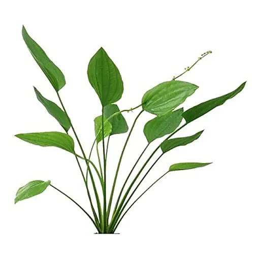 Amazon Sword Grandifolius Rangeri – Live Aquarium Plant - CANTON AQUATICS