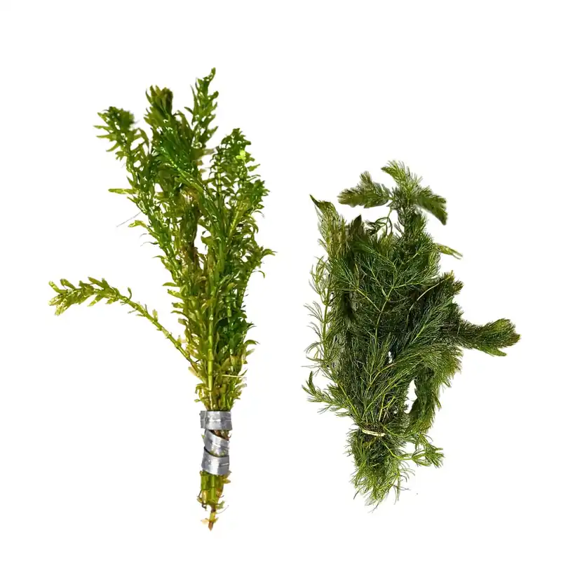 Anacharis & Hornwort Live Aquarium Plant Bundle Fast-Growing Oxygenating Plants – Beginner Friendly