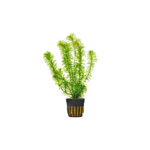 Anacharis Egeria Densa in 2 Inch Pot Live Aquarium Plants - Unbranded