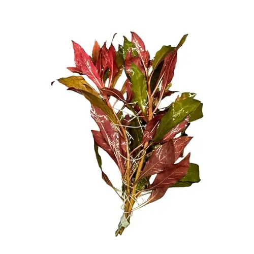 Ludwigia Glandulosa Peruensis - Eliptical Leaves - Unique Coloration - Mid-Ground Positioning - All Natural & Organic Aquatic Plant - Long Lasting & Easy to Care - Bunch 3-5 Stems