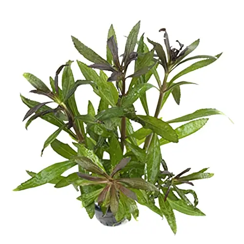 CANTON AQUATICS Stellatus Broadleaf (in 2" Pot)
