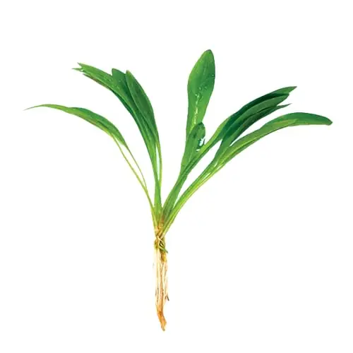 CANTON AQUATICS | Live Aquarium Helanthium Tenellum Echinodorus Plants - Increases Beauty - Removes Nitrates - Long Lasting - Grows in Low-Light - Suitable for Summer & Winter - Small