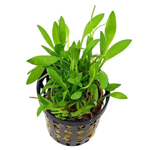 Helanthium Tenellum (Echinodorus) Pot - CANTON AQUATICS