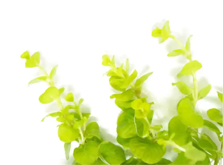Golden Moneywort (Lysimachia nummularia) – Live Aquarium Plant Bunch - Unbranded