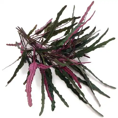 Dragon’s Tongue Flame – Live Terrarium Plant (Buy 2 Get 1 Free) - Canton Aquatics