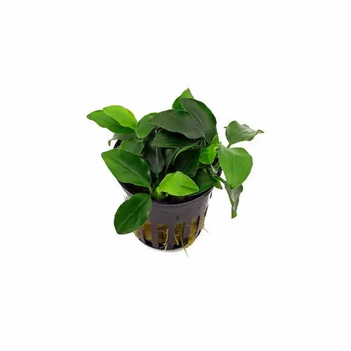 Anubias Nana Petite – Live Aquarium Plant (Potted, Buy 2 Get 1 Free) - Unbranded