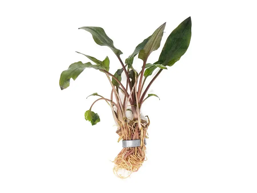 Cryptocoryne Wendtii Red – Live Aquarium Plant (Medium, Buy More & Save More)BUY 2 GET 1 FREE - Unbranded