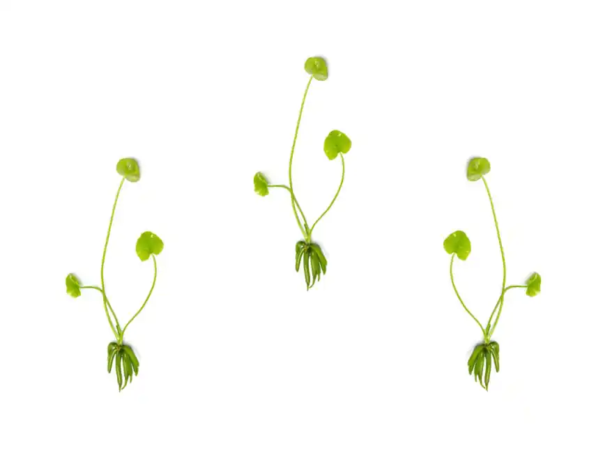 Banana Plant (Nymphoides aquatica) – Live Aquarium Plant (Buy More & Save More) - Unbranded