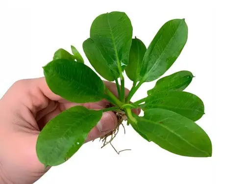 Echinodorus Rosette Sword – Live Aquarium Plant (Buy 2 Get 1 Free) - Unbranded
