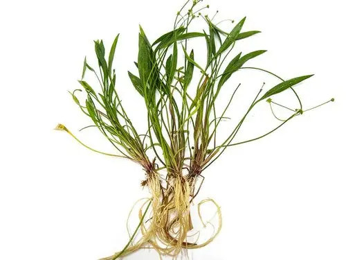 Chain Sword Narrow Leaf (Hellanthium bolivianum) – Live Aquarium Carpet Plant (3 Pack) Overview - Unbranded