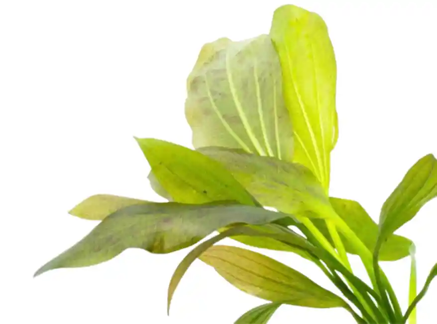 Medium Green Ozelot Sword (Echinodorus) – Live Aquarium Plant BUY 2 GET 1 FREE - Unbranded