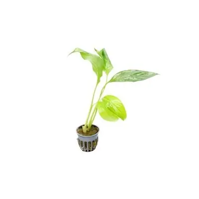 Brazilian Sword “Peace Lily” (Spathiphyllum sp) - Canton Aquatics