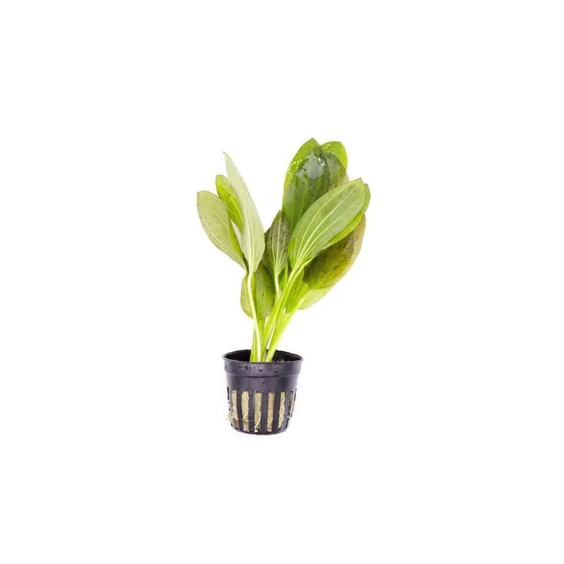 Echinodorus Ozelot Green Amazon Sword Live Aquarium Plants BUY 2 GET 1 FREE - Unbranded